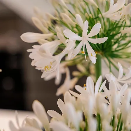 La Gargantiella Lejlighed Onís